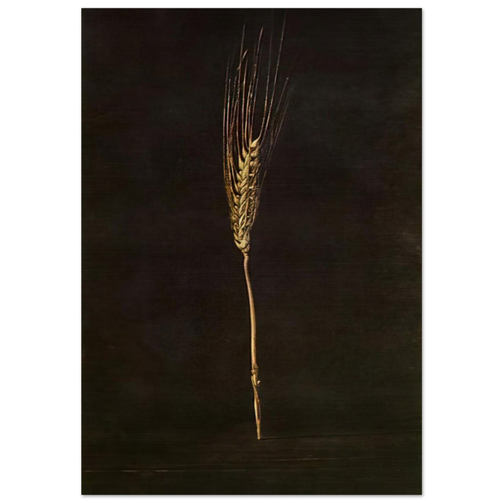 WHEAT EAR - Salvador Dali Brushed Aluminum Print - 70x100 cm / 28x40 inches | Salvador Dali Aluminum Print | Salvador Dali Prints