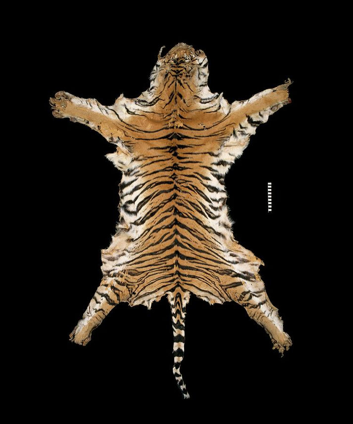 Bengal Tiger Skin Art Print | Museum-Quality Fine Art Print | RedKalion