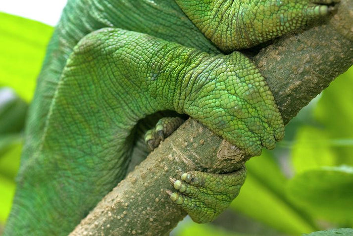 Chameleon Feet Art Print | Museum-Quality Fine Art Print | RedKalion