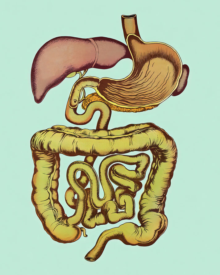 Colorful Digestive System Art Print | Premium Fine Art Print | RedKalion