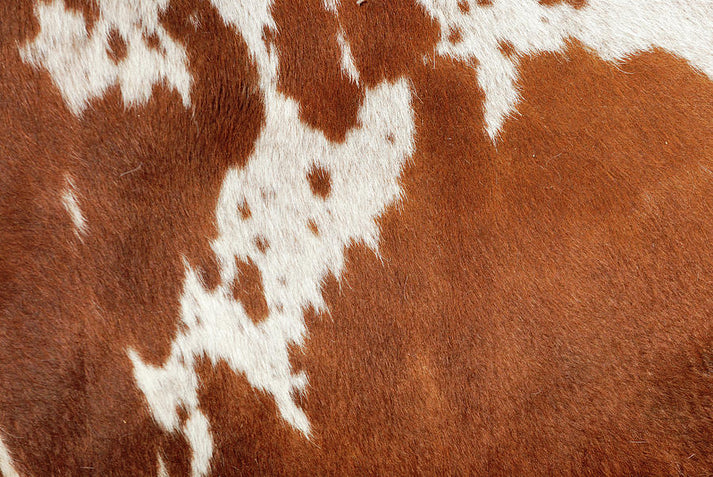 Cowhide Print Art | Premium Fine Art Print | RedKalion
