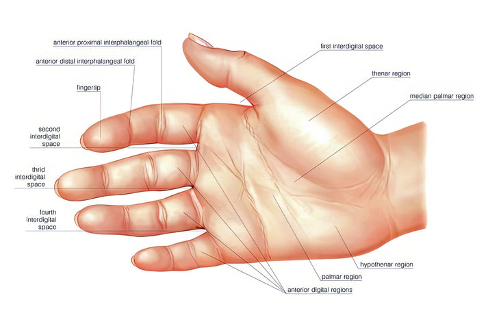 Palmar Region Anatomy Art Print | Detailed Hand Study | RedKalion