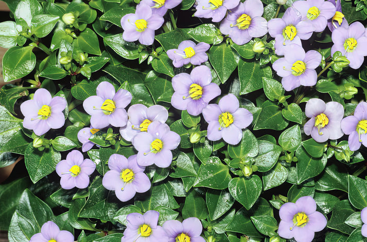 Persian Violet (Exacum Affine) Art Print | RedKalion