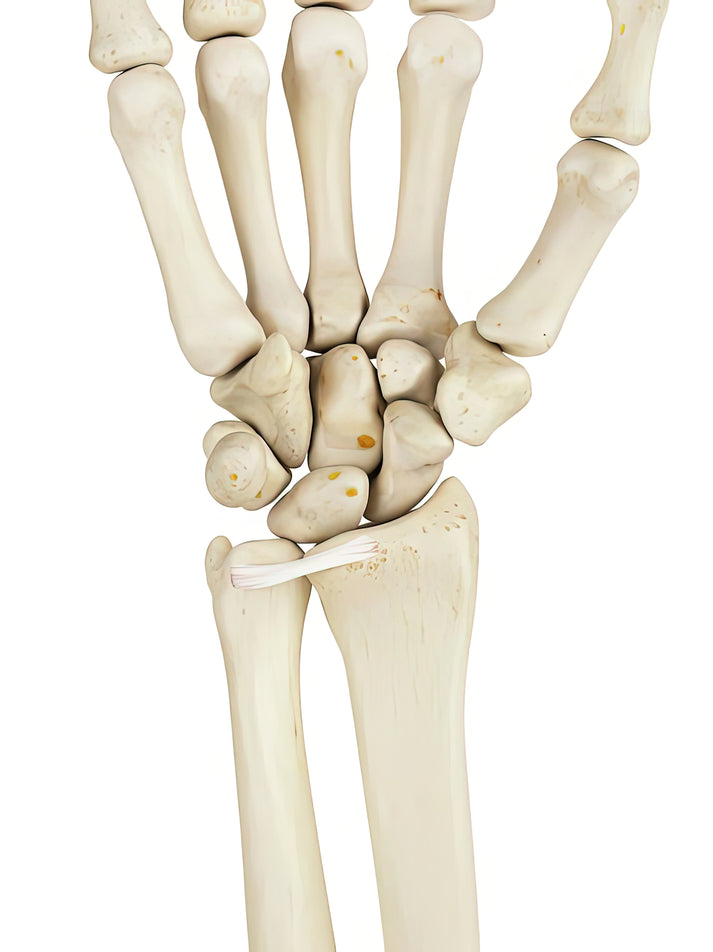Picture of Wrist Bones Art Print | Premium Anatomical Illustration | RedKalion