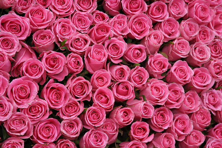 Pink Rose Background Art Print | Museum-Quality Fine Art | RedKalion