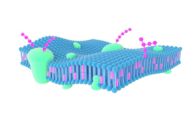 Plasma Membrane Image Art Print | Premium Scientific Illustration | RedKalion
