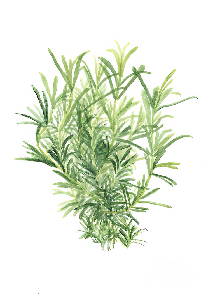 Rosemary Art Print | Premium Fine Art Print | RedKalion