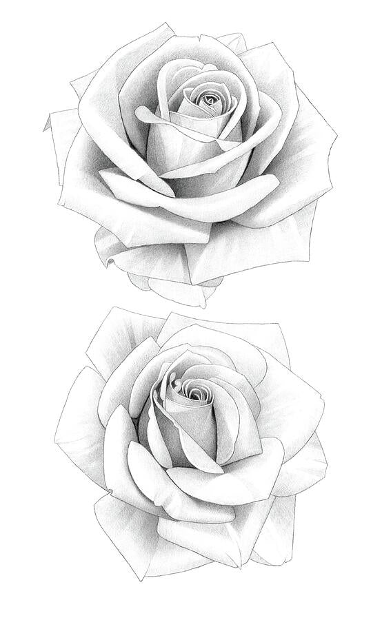 Roses Drawing Art Print | Botanical Pencil Sketches | RedKalion