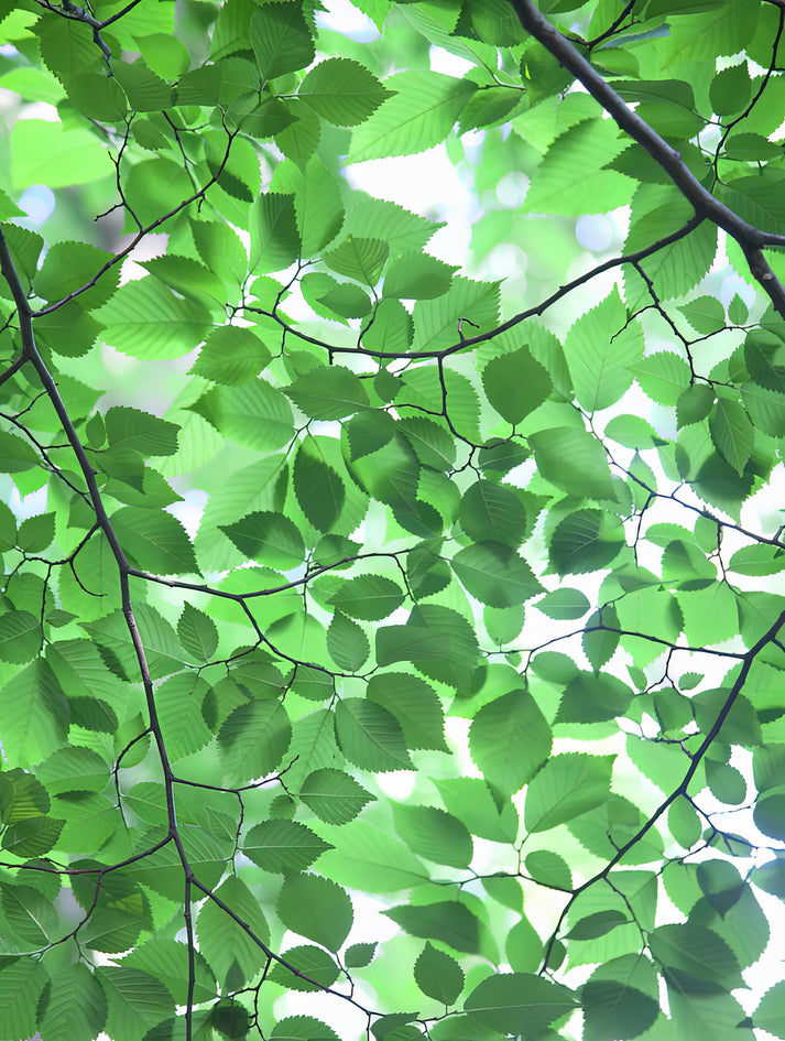 Tree Pattern Art Print: Nature's Abstract Design | RedKalion