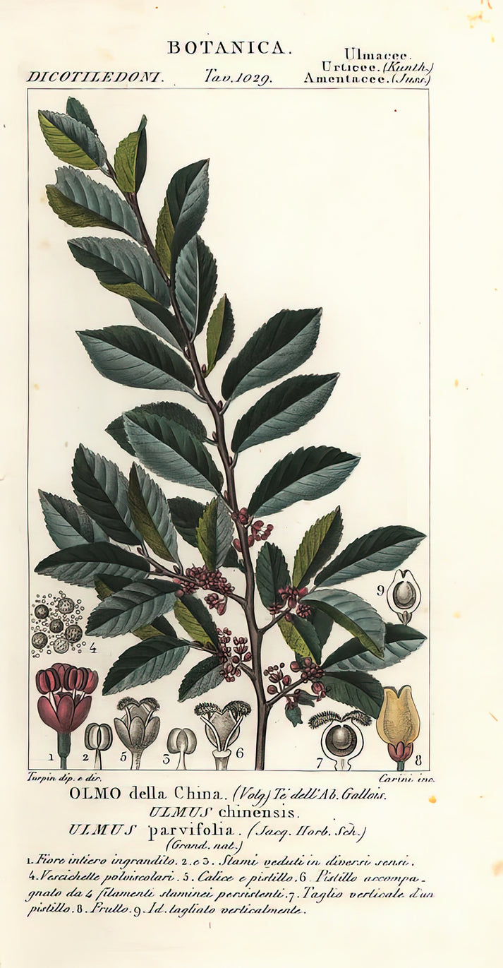 Ulmus Chinensis Art Print | Premium Fine Art Print | RedKalion