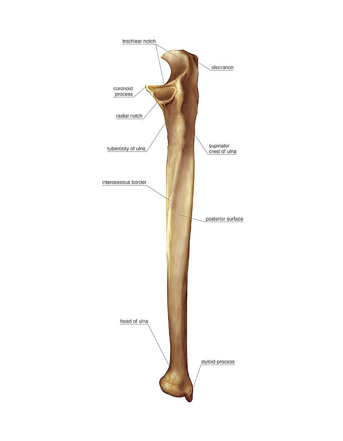 Ulna Labeled Art Print | Anatomical Illustration | RedKalion