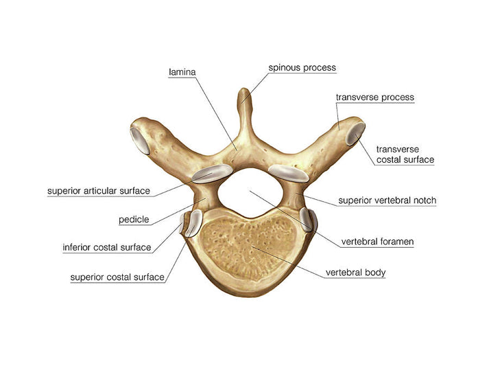 Vertebra Thoracica Art Print | Museum-Quality Fine Art Print | RedKalion