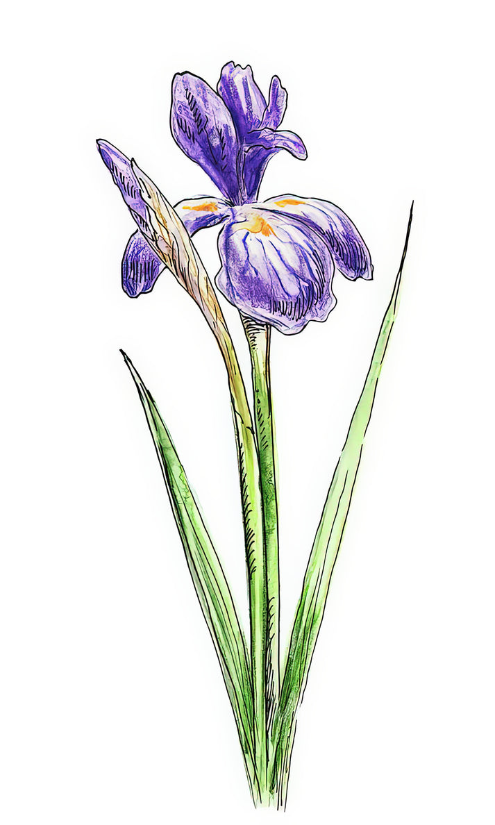 Watercolor Paintings of Irises: Fine Art Print | RedKalion