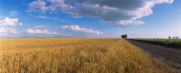 Wheat Field Art Print | Premium Fine Art Print | RedKalion