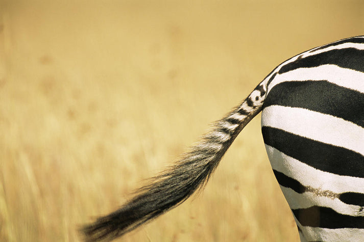 Zebra Tail Art Print | Fine Art Wildlife Photography | RedKalion