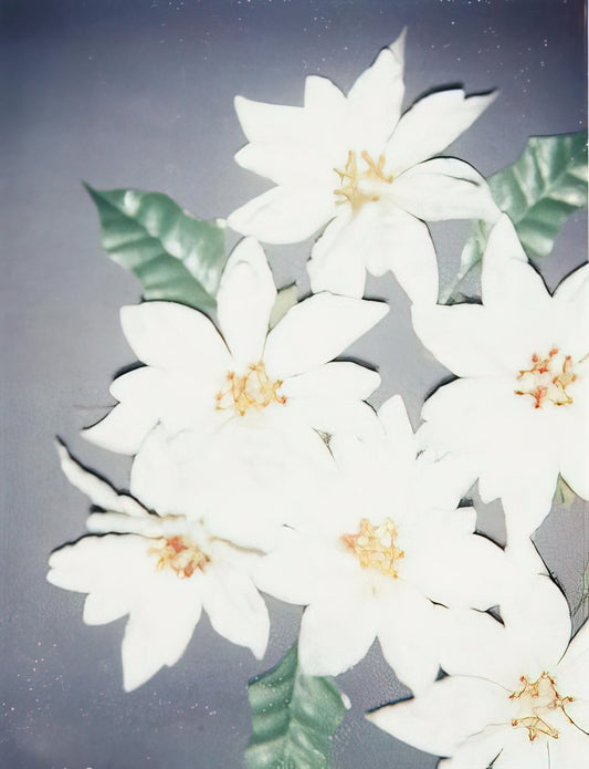 Andy Warhol's Coca-Cola Poster: Pop Art Iconography and Cultural Legacy - Christmas Poinsettias-White by Andy Warhol