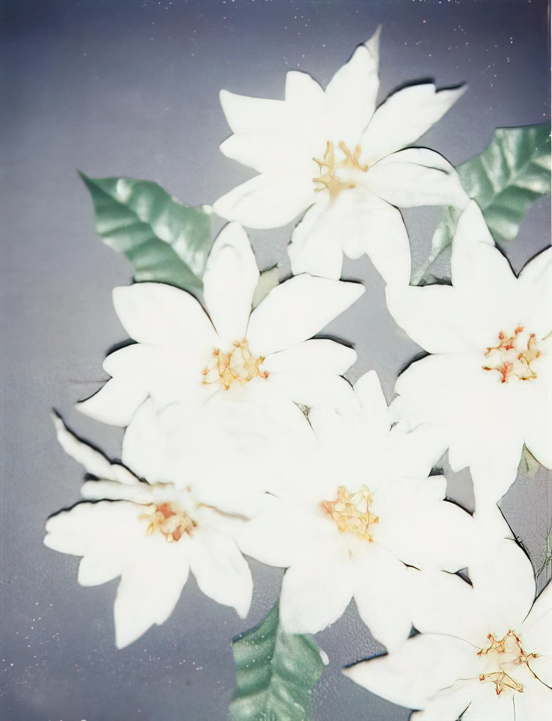 Beatles Warhol Poster: The Iconic Intersection of Pop Art and Music History - Christmas Poinsettias-White by Andy Warhol