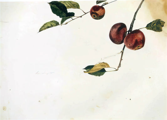 Christina's World Framed: A Curator's Guide to Andrew Wyeth's Iconic Print - APPLES ON A BOUGH STUDY BEFORE PICKING by Andrew Wyeth