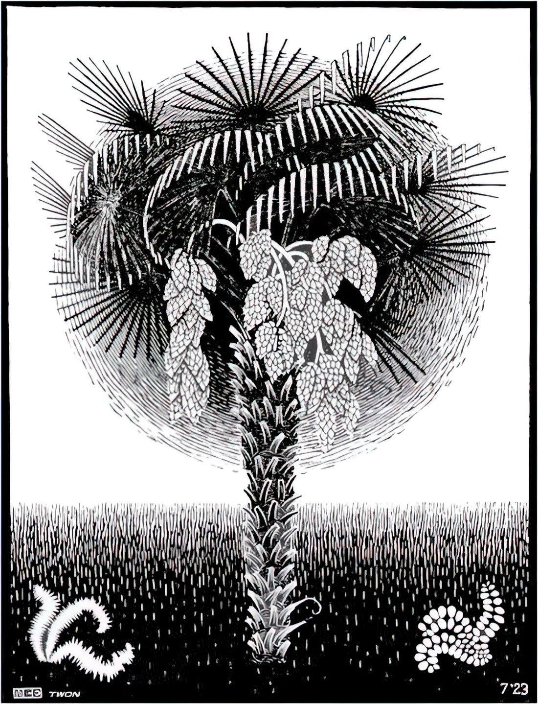 Escher's Most Famous Artwork: A Curator's Guide to the Master of Impossible Worlds - PALM TREE by MC Escher