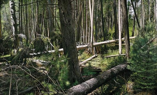 Richard Estes' Holland Hotel: A Photorealist Masterpiece of Urban Reflection - NEAR HUNTERS BEACH ACADIA NATIONAL PARK 2008 by Richard Estes