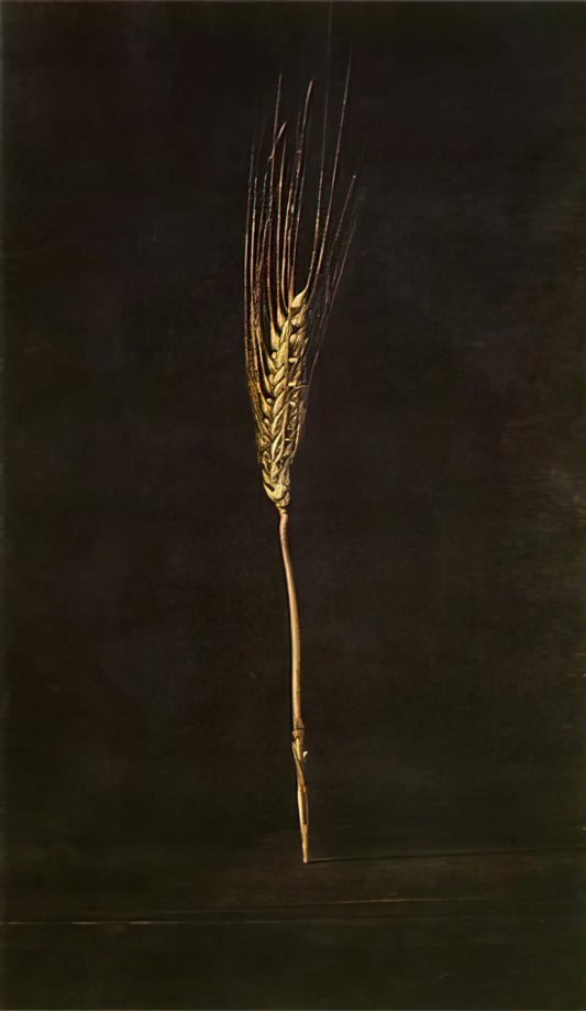 Salvador Dalí Poster: A Gateway to Surrealist Mastery and Iconic Art - WHEAT EAR by Salvador Dali