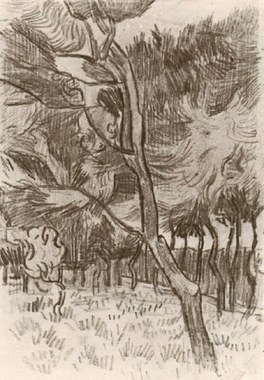Starry Night Reproduction: A Guide to Van Gogh's Masterpiece in Print - Pine Trees in the Garden of the Asylum by Vincent van Gogh