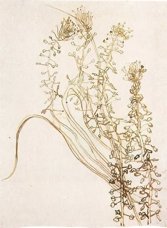 The Enduring Fascination of 'Head of a Skeleton with a Burning Cigarette' Print by Van Gogh - Blossoming Branches by Vincent van Gogh