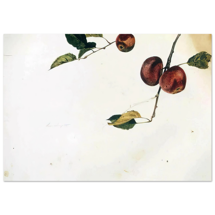 Andrew Wyeth - APPLES ON A BOUGH STUDY BEFORE PICKING Wall Art - 30x40 cm / 12x16 inches - Premium Wooden Framed Poster With Fine Art Paper - White frame