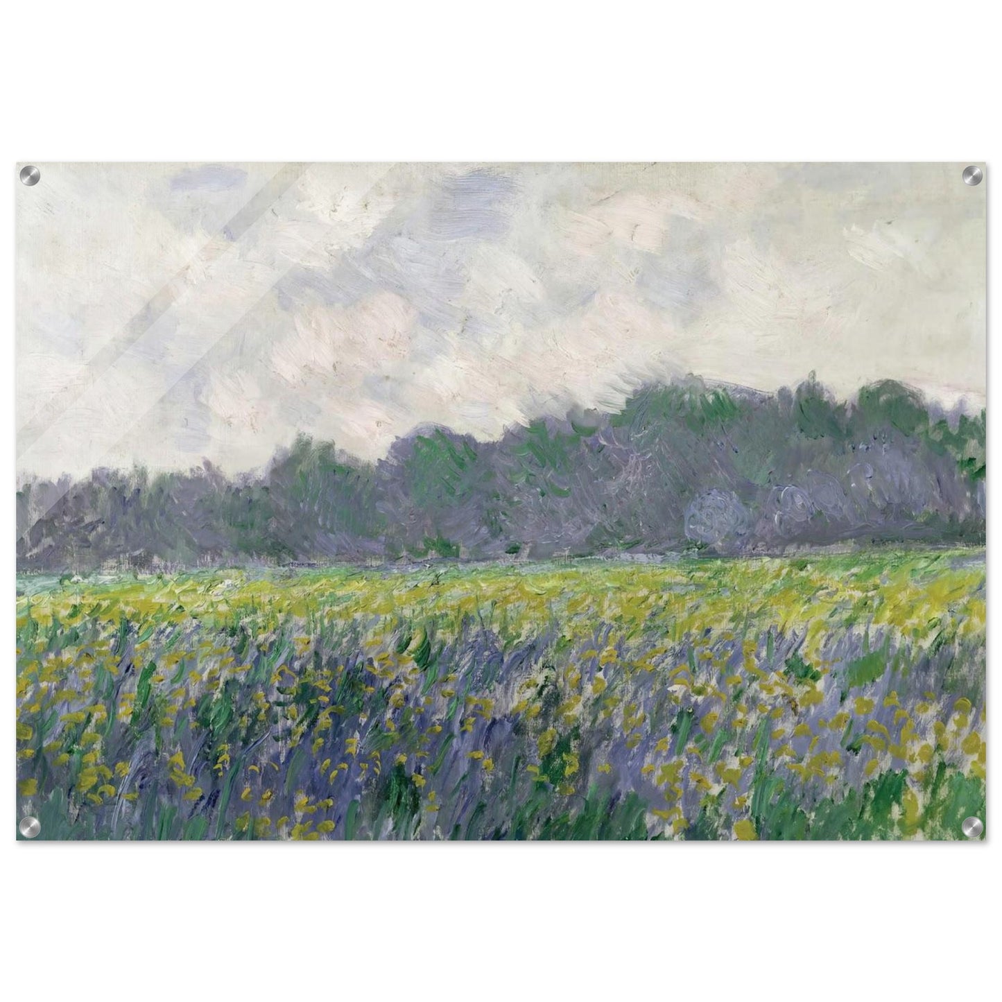 Field of Yellow Irises at Giverny - claude monet Acrylic Print - 70x100 cm / 28x40″ inches