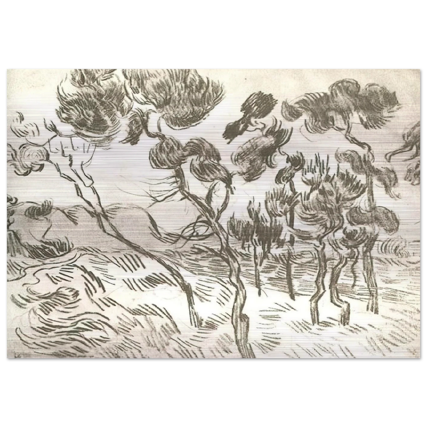 A Group of Pine Trees near a House - Vincent van Gogh Brushed Aluminum Print - 70x100 cm / 28x40 inches | Vincent van Gogh Aluminum Print | Vincent van Gogh Prints