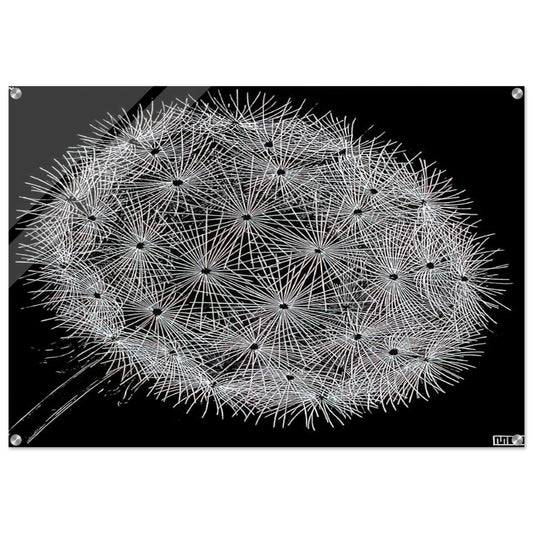 BLOWBALL II - MC Escher Acrylic Print - 70x100 cm / 28x40″ inches | Maurits Cornelis Escher Prints