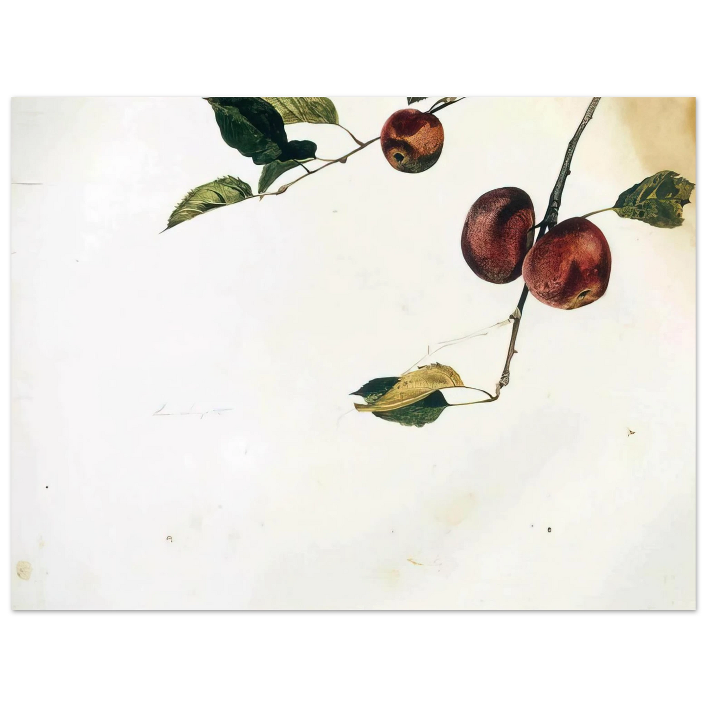 Andrew Wyeth - APPLES ON A BOUGH STUDY BEFORE PICKING Wall Art - 21x29.7 cm / 8x12" - Premium Wooden Framed Poster With Fine Art Paper - Black frame