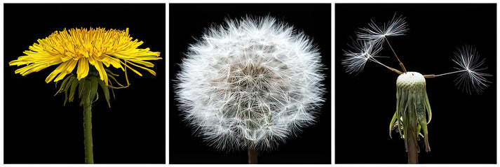 A Life Cycle of a Dandelion Art Print | RedKalion