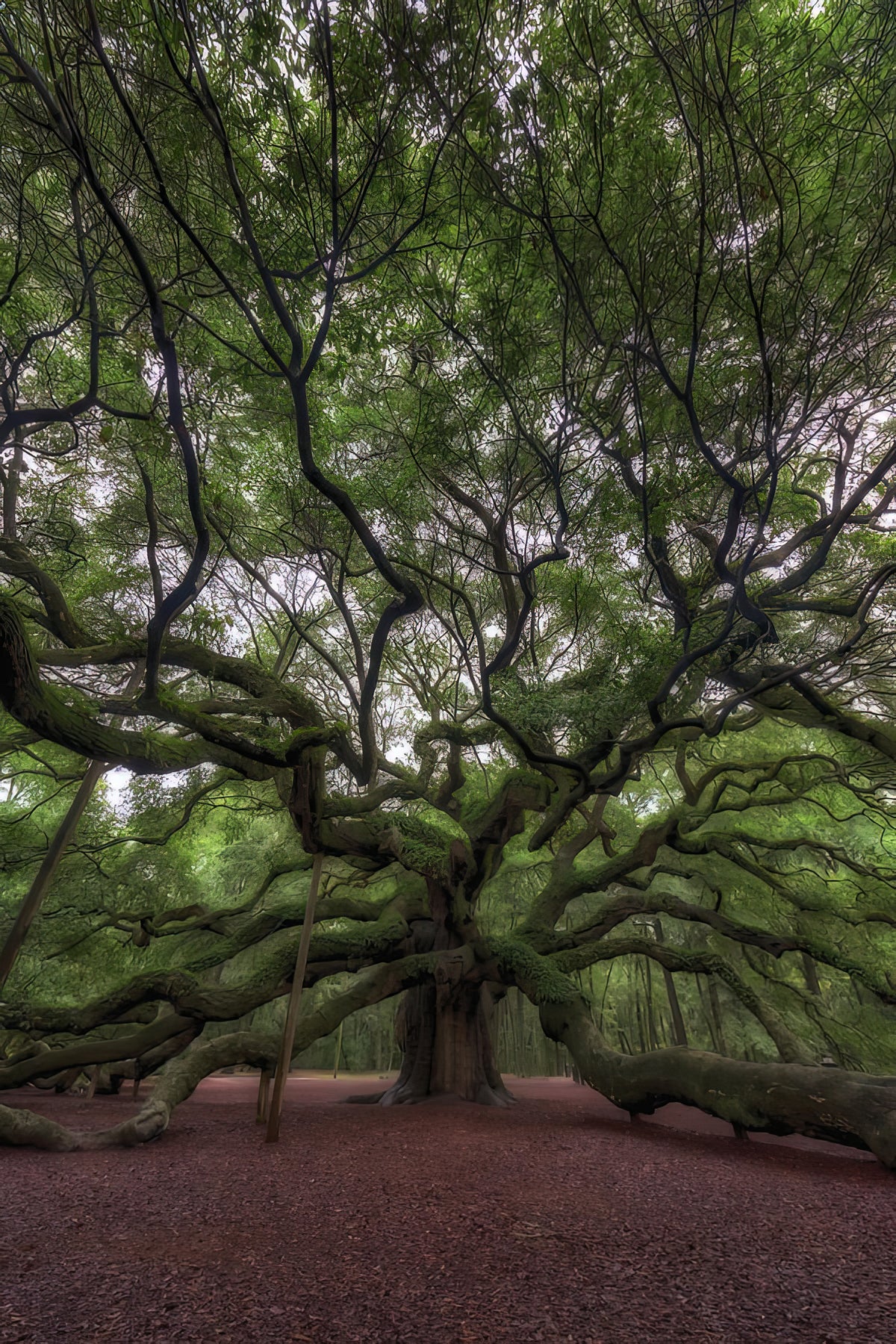 Angel Oak Tree Pictures | Fine Art Print of Charleston Icon | RedKalion