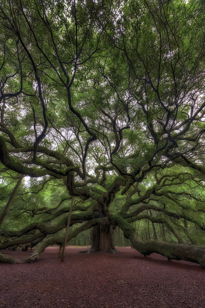 Angel Oak Tree Pictures | Fine Art Print of Charleston Icon | RedKalion