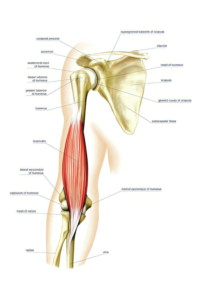 Anterior Arm Muscles Art Print | Premium Anatomy Illustration | RedKalion