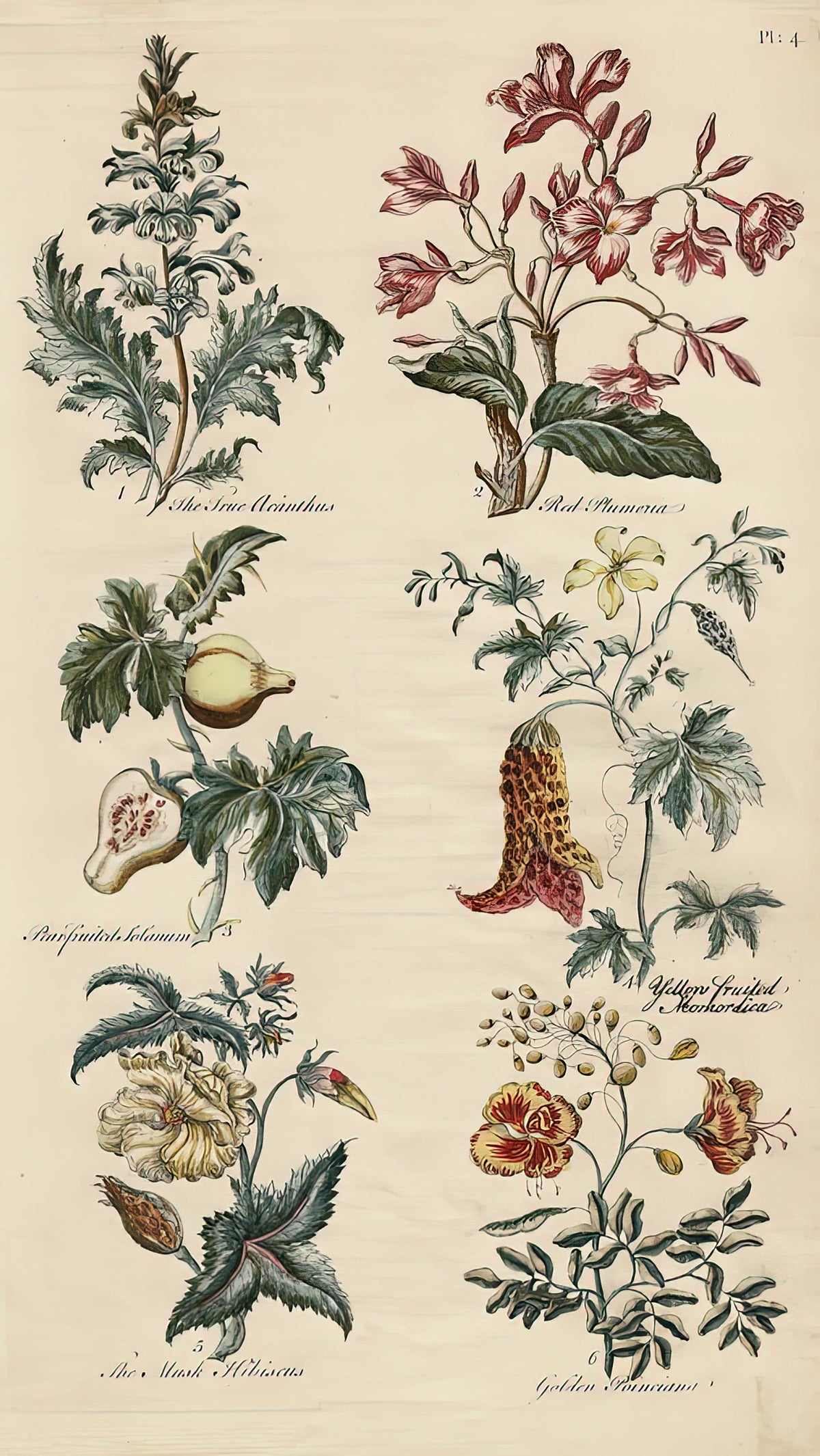 Antique Botanical Print - Sir John Hill, Eden | Fine Art Print | RedKalion