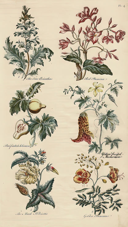 Antique Botanical Print - Sir John Hill, Eden | Fine Art Print | RedKalion