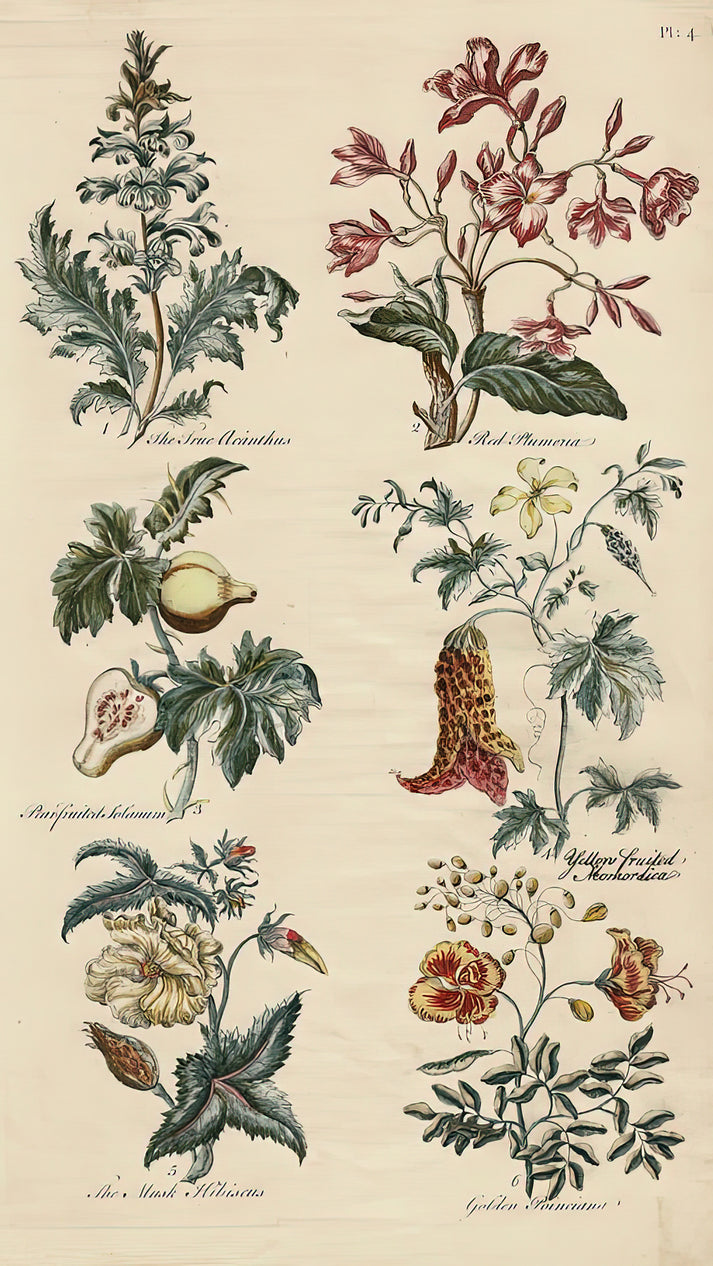 Antique Botanical Print - Sir John Hill, Eden | Fine Art Print | RedKalion