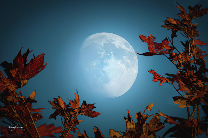 Autumn Moon Fine Art Print | RedKalion
