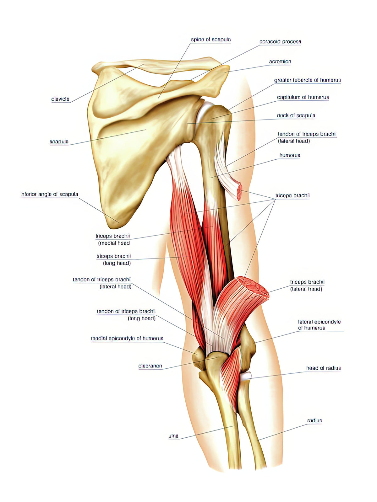 Back Arm Muscles Art Print | Anatomical Study | RedKalion