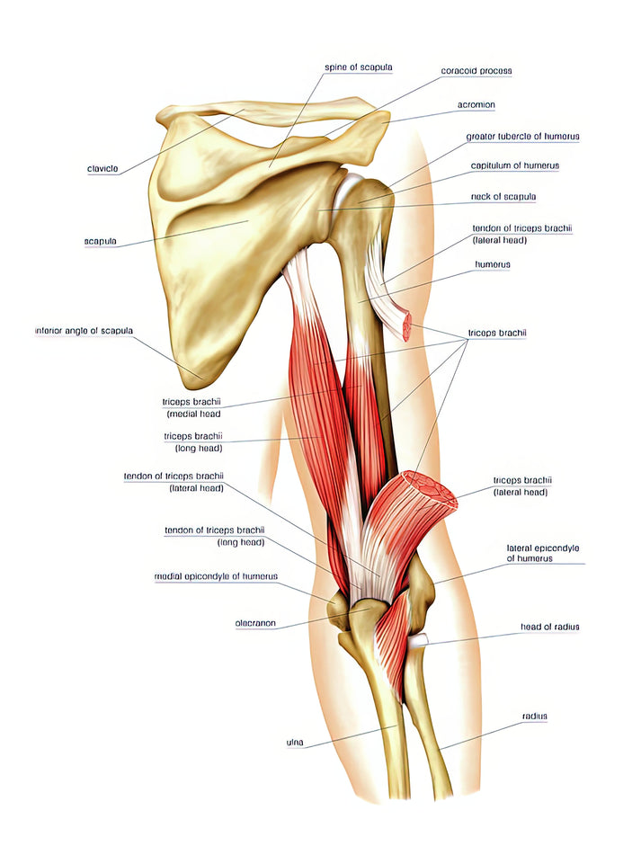 Back Arm Muscles Art Print | Anatomical Study | RedKalion