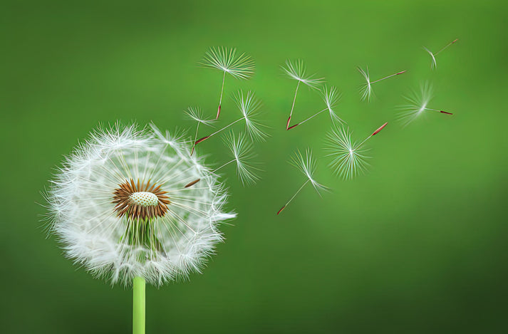 Blowing Dandelion Art Print | Museum-Quality Fine Art Print | RedKalion