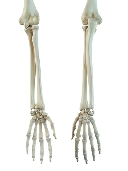 Bones in Human Arm: Anatomical Art Print | RedKalion