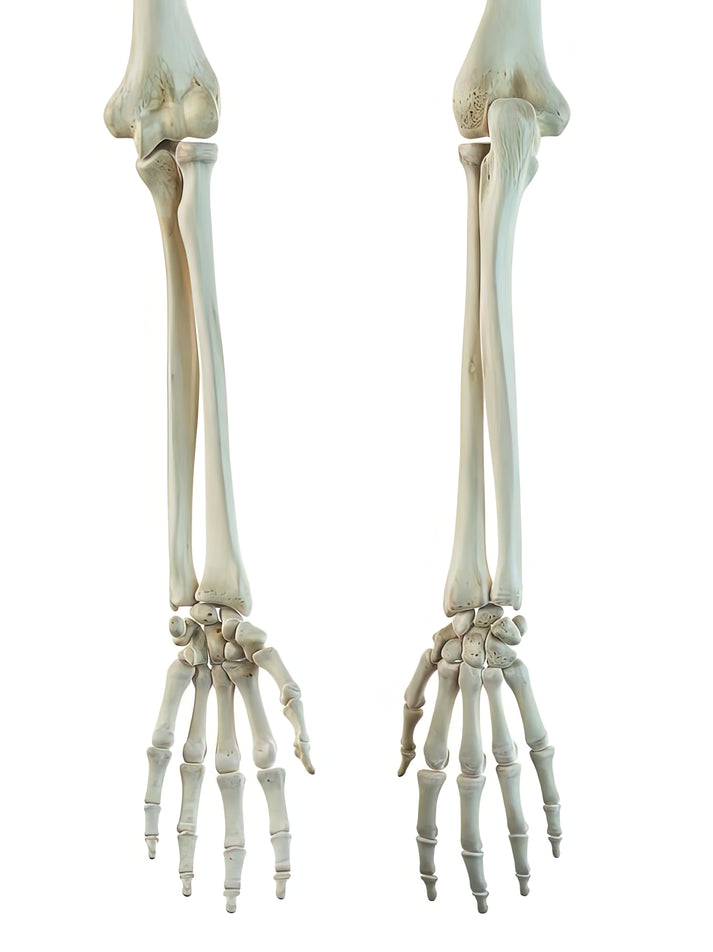 Bones in Human Arm: Anatomical Art Print | RedKalion