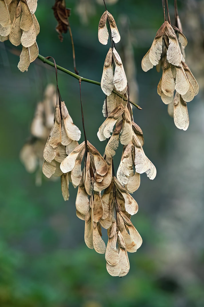 Box Elder (Acer Negundo) Seeds Fine Art Print | RedKalion