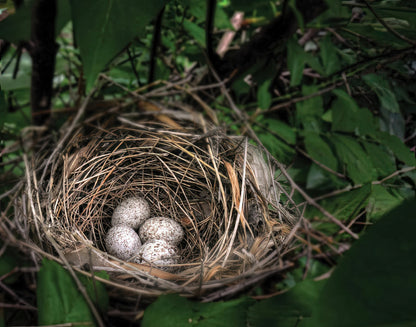Cardinal Eggs Art Print: Northern Cardinal Nest with Eggs | RedKalion