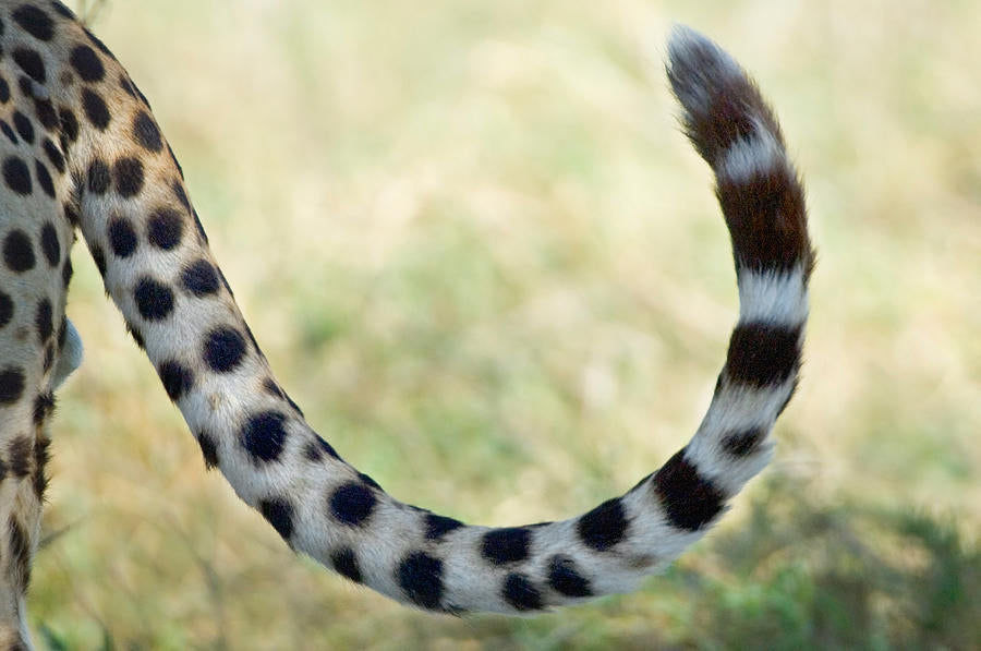 Cheetah Tail Art Print | Wildlife Photography Fine Art Print | RedKalion