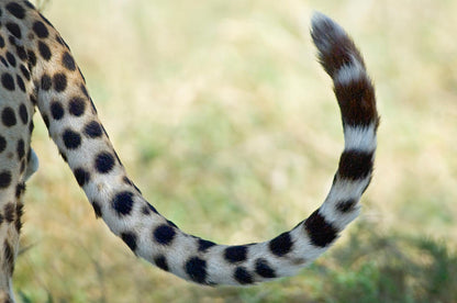 Cheetah Tail Art Print | Wildlife Photography Fine Art Print | RedKalion