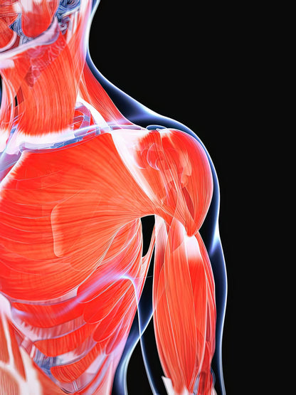 Chest and Shoulder Muscles Art Print | RedKalion